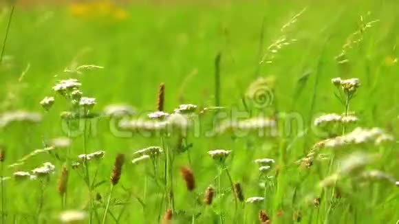 大自然中的绿色植物视频的预览图