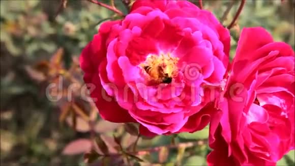 粉红玫瑰花蜜蜂视频的预览图