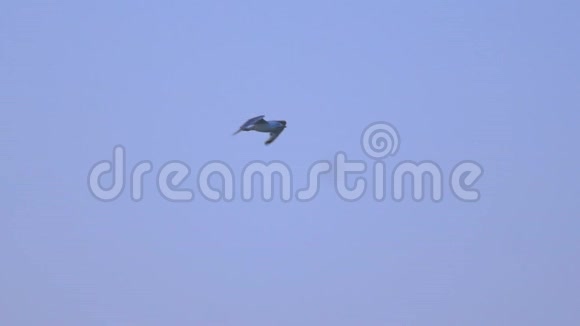 海鸥缓慢地沿着蓝天飞翔视频的预览图