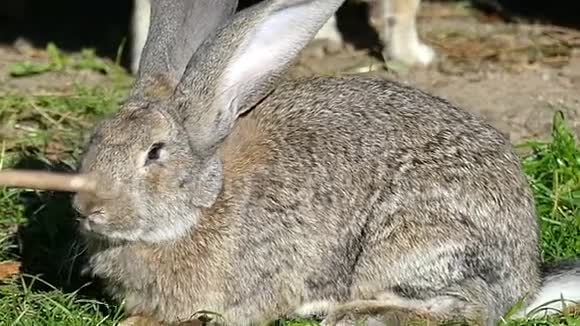 秋天一只灰色的兔子坐在绿色的草坪上视频的预览图