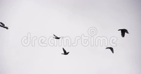 鸟儿向多云的天空翱翔视频的预览图