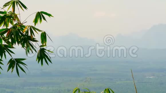 以竹叶为背景的山谷景色视频的预览图