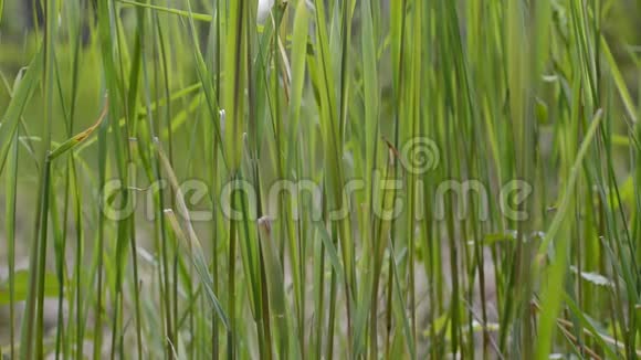 夏日大自然中茂密的绿色河草背景是鸟鸣视频的预览图