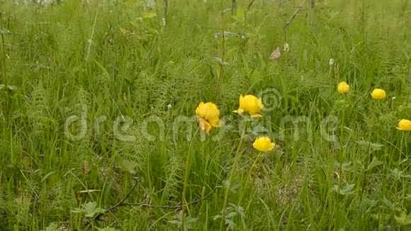 夏日的微风中一朵朵美丽的黄色小球花在茂密的绿草中视频的预览图
