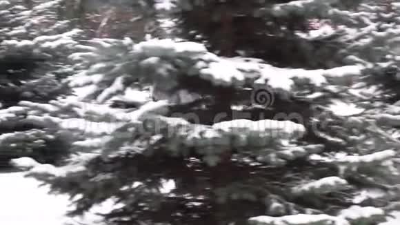 穿着温暖衣服的滑稽女孩从森林里覆盖着白雪的树木中望了出来微笑着视频的预览图