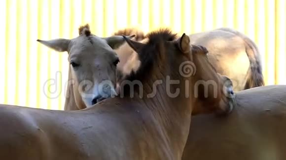 夏天动物园里有三匹马站着互相爱抚视频的预览图