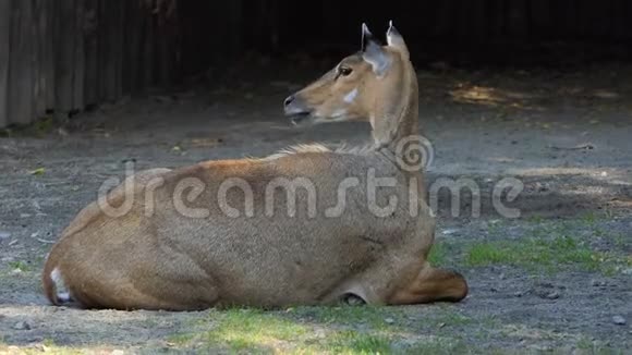 一只美丽的羚羊躺在夏日的斯隆莫动物园的绿草草坪上视频的预览图