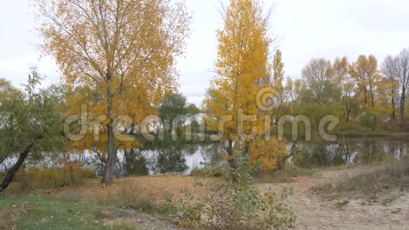 河岸附近的秋树视频的预览图