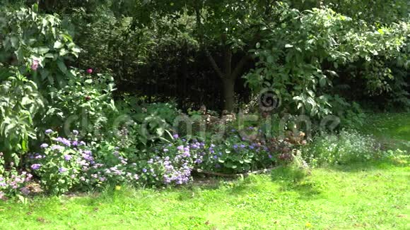 院子里的花园树间一个穿着短裙的金发女孩在修剪草坪4K视频的预览图