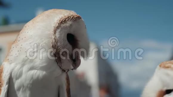 猫头鹰特写细节脸街道上的白色小鸟视频的预览图