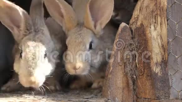 家兔在笼子里家灰兔吃草树叶和玉米兔子在嗅家庭农业在里面视频的预览图
