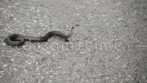 黑人纳翠丝草蛇蜷缩在人行道上视频的预览图
