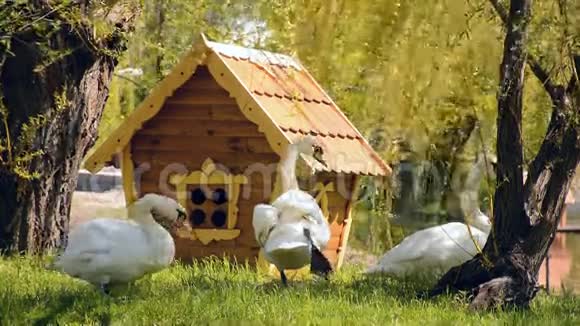 三只美丽的天鹅在房子附近吃和走天鹅视频的预览图