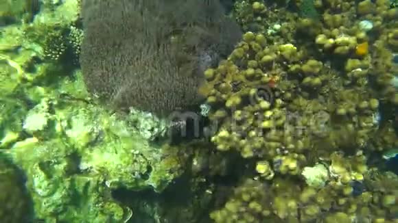 泰国KohTao海底海葵视频的预览图