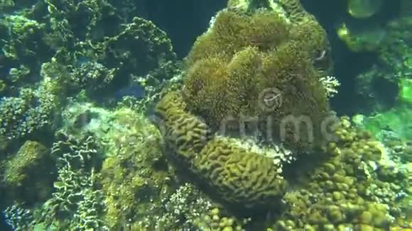 泰国KohTao海底海葵视频的预览图