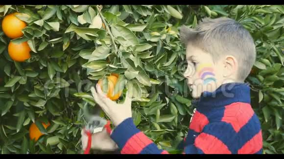 小男孩在花园里摘橘子视频的预览图