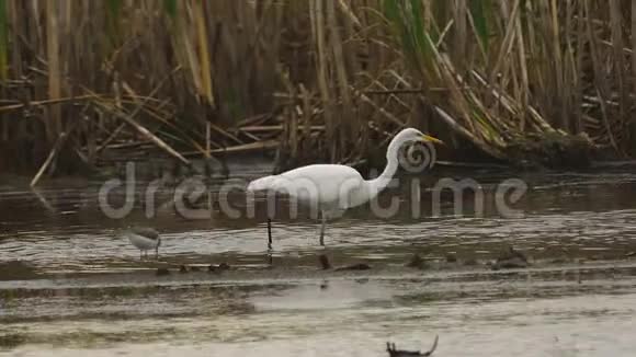 鸟伟大的白鹭阿尔巴走过沼泽这只鸟捉小鱼吃了它视频的预览图