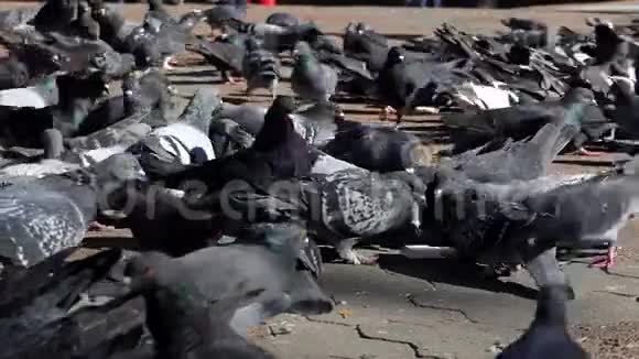 许多灰鸽子在邋遢的阳光广场上寻找粮食视频的预览图