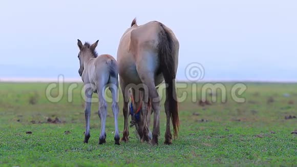 农场里的小马和妈妈视频的预览图