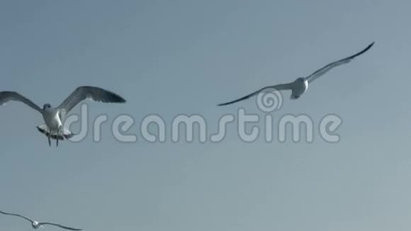蓝天上的海鸥视频的预览图