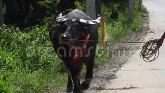 穿着泰国水牛在路边散步视频的预览图