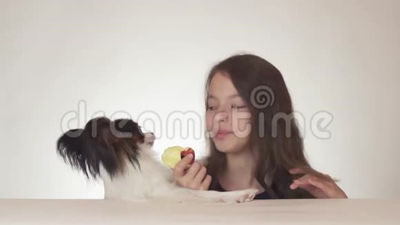 美丽的少女和狗大陆玩具SpanielPapillon吃美味的新鲜红苹果白色背景股票视频的预览图