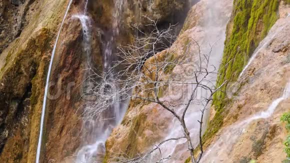 瀑布背景上的死树视频的预览图