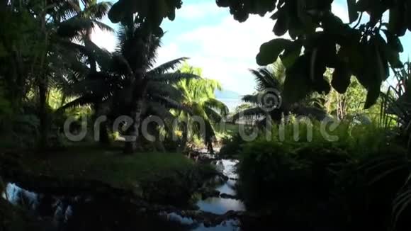 塔希提岛法属波利尼西亚的花草树木视频的预览图