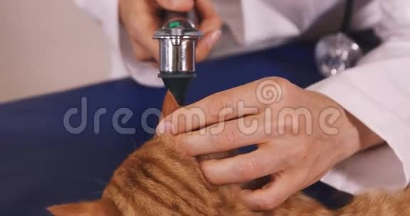 兽医检查猫的耳朵视频的预览图