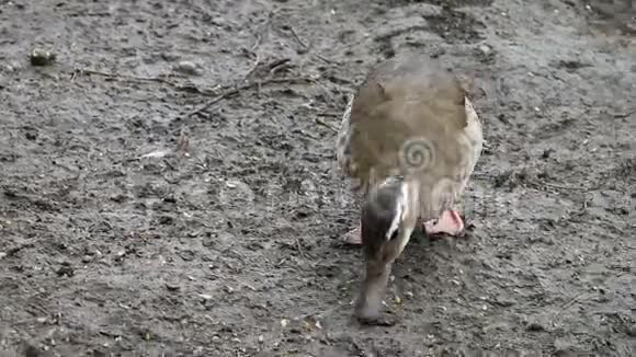 棕鸭从地上啄来走来走去视频的预览图