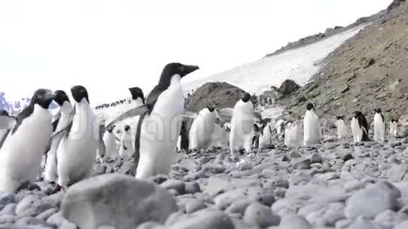 阿德利企鹅的三月视频的预览图