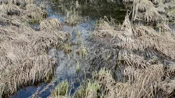 天然池塘底部和河岸有干净的水和草视频的预览图