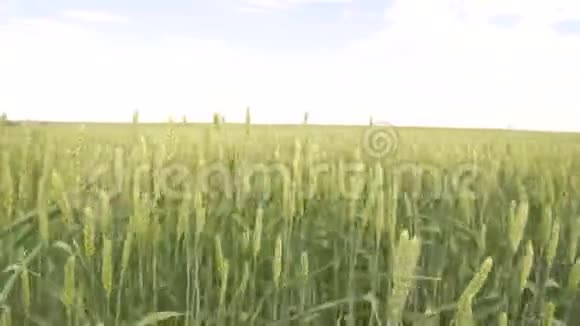 春天绿茵场上的麦穗视频的预览图