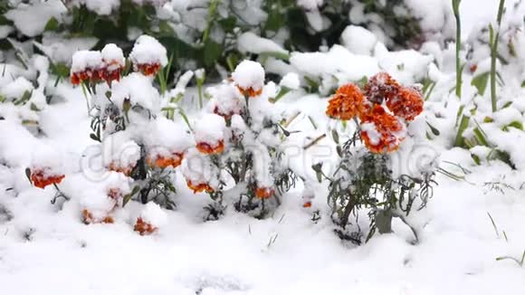 橙花带雪2视频的预览图
