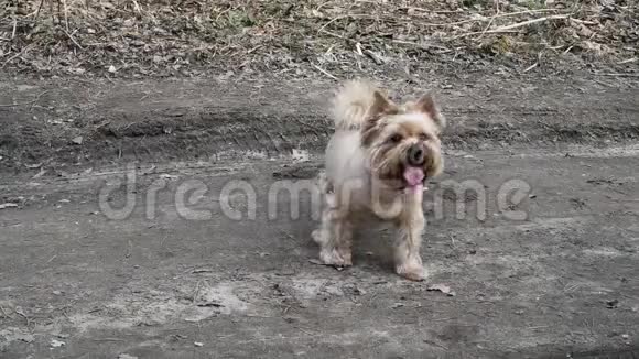 金色头发的小狗带着欢快的舌头在公园里散步视频的预览图