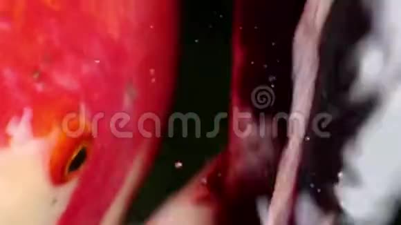 以软质为中心的锦鲤鱼在颗粒漂浮的绿水中游动视频的预览图
