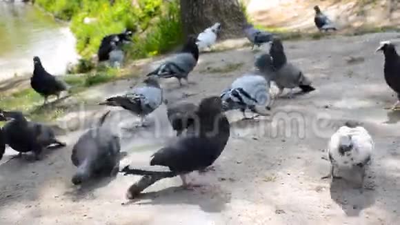 公共公园里有很多鸽子一群鸟在吃面包视频的预览图