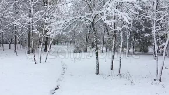 公园里满是雪的树视频的预览图