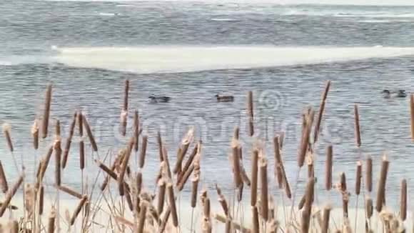 鸭子沿着浮冰在河上游泳视频的预览图