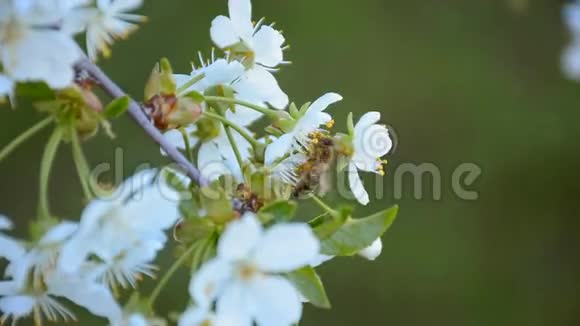 春天蜜蜂从盛开的苹果树上采集花粉视频的预览图