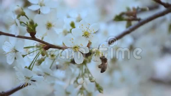 蜜蜂在春天的花园里给樱桃树授粉高清视频镜头1080P视频的预览图