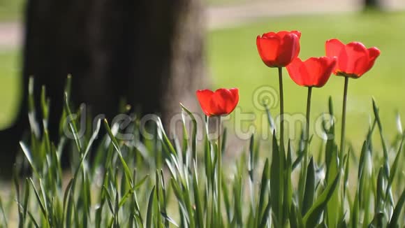 春天的风景鲜红的郁金香在绿草的背景下视频的预览图