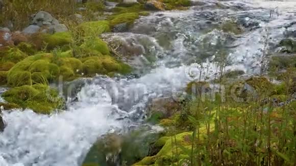 山溪石间长满青苔慢动作180fps透明纯净的水流视频的预览图