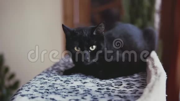 黑猫躺在床上近距离观看可爱的小猫享受时光视频的预览图
