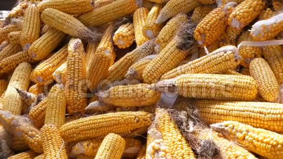 谷仓里有许多成熟的黄色玉米头玉米收获后的玉米农业生产视频的预览图