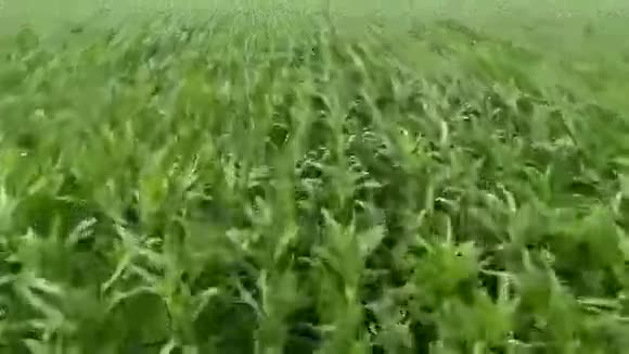 空中射击场玉米视频的预览图