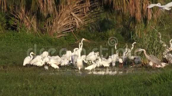 涉水鸟类在佛罗里达湿地觅食视频的预览图
