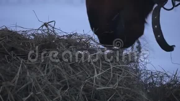 马在冬天吃干草视频的预览图