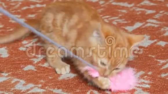 小可爱好玩的红色小猫玩玫瑰羽毛玩具视频的预览图