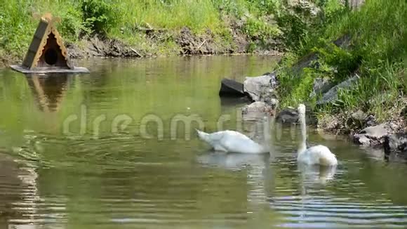 天鹅夫妇在池塘里游泳他们的头和脖子形成一个心形视频的预览图